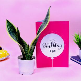 Sanseveria Birthday Greetings