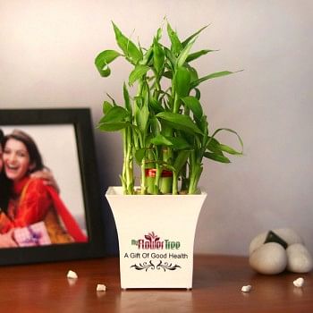 2 Layer Lucky Bambo Plant in White Plastic Pot 
