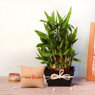 Lucky Bamboo Rakhi Set 