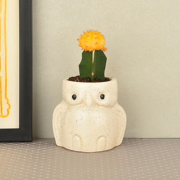 Moon Cactus in owl vase
