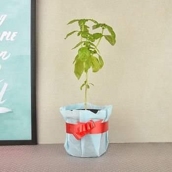 Tulsi plant in a vase wrapped in blue paper packaging with red bow(kitchen herb)