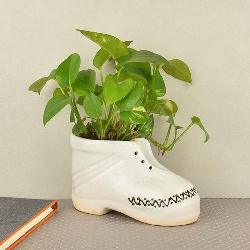 Shoe Potted Money Plant Shoe Potted Money Plant