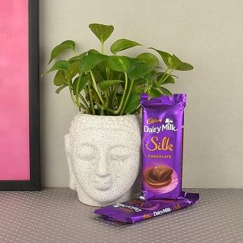 Money Plant in buddha head shaped vase with 2 silk chocolate( 60gms each)