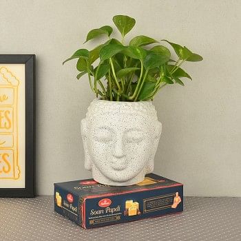 Money Plant in buddha head shaped vase and 250 gms haldiram's soan papdi