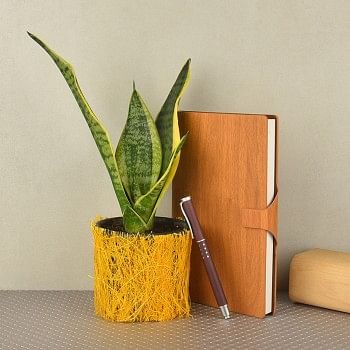  Sansevieria plant in a vase wrapped with yellow jute with Gift set of brown wooden textured diary with a pen(ruled sheet inside)(5x8.5 inches)