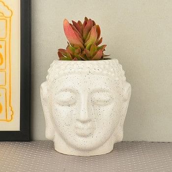 Secculent plant(Sedum rubrotinctum) in buddha head shaped vase