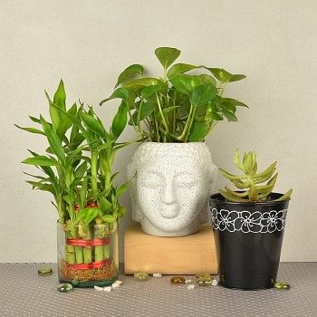 2 layer lucky bamboo in glass vase with Money Plant in buddha head shaped vase ( Height of the Pot: 4 inches) and Secculent Plant in black vase