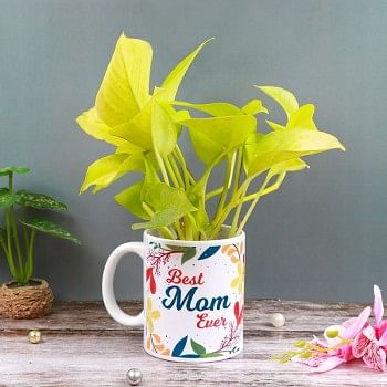 One "Best Mom Ever" Printed White Handle Mug and One Money Plant