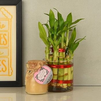 Lucky Bamboo with Vanilla Jar Candle