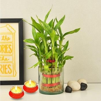 1 Two Layer Lucky Bamboo Plant with Set of 2 Diya