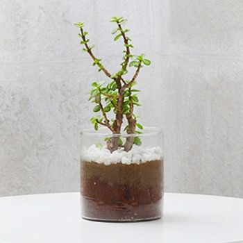 One Jade Terrarium Plant in a Glass Vase