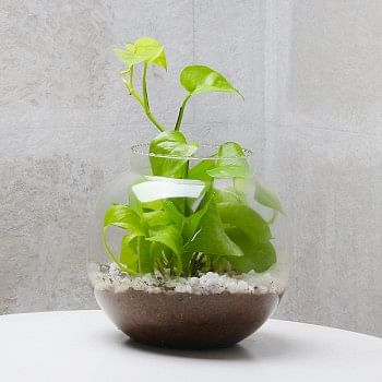 One Money Plant Terrarium in a Glass Vase
