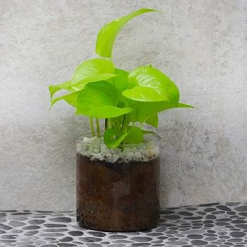 Terrarium Money Plant