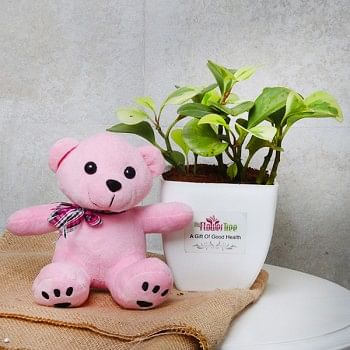 One Peperomia Plant in White Plastic Pot with Teddy Bear 6 inches