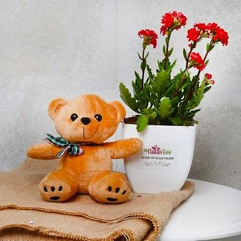 One Red Kalanchoe Plant in White Plastic Pot with Teddy Bear 6 inches