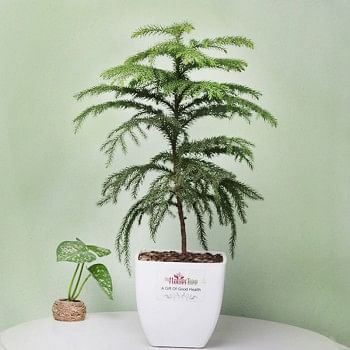 One Araucaria Christmas Tree Plant in White Plastic Pot