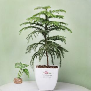 Araucaria Plant