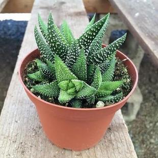 Haworthia Limifolia Succulent Plant