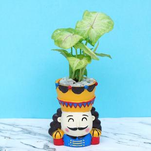 King Syngonium Plant