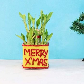 Plants for Christmas