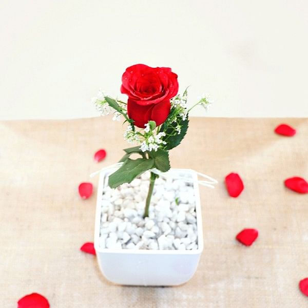 Rose in White Pot