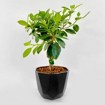 Ficus Plant with Black Pot