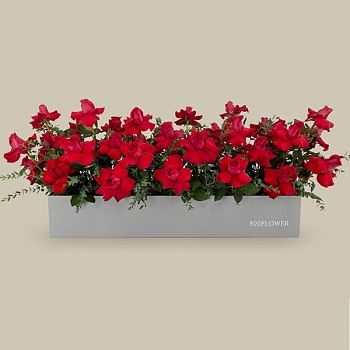 Red Rose Flower Box