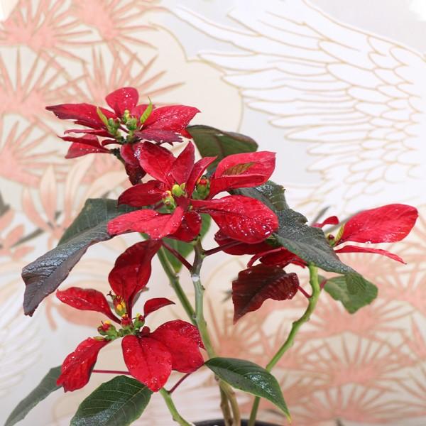 Poinsettia Plant