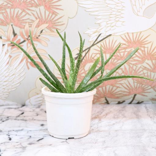 Native Aloe Vera Plant