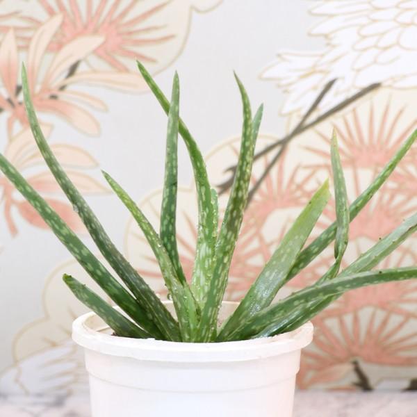 Medicinal Aloe Vera Plant