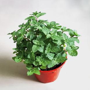 Mint Plant