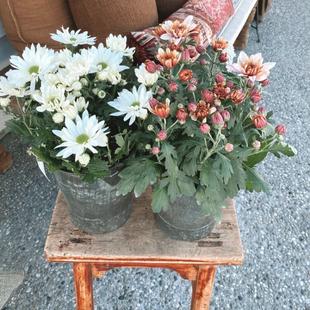 Potted Chrysanthemum