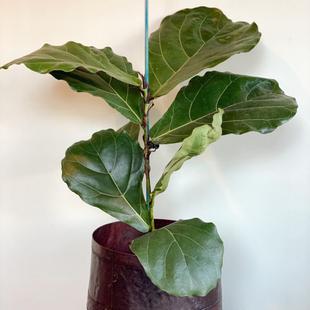 Ficus Lyrata