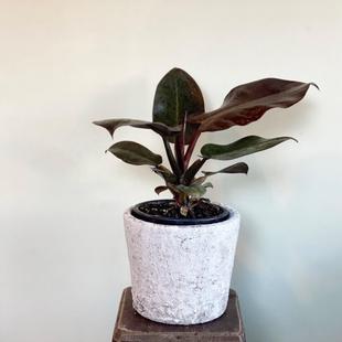 Philodendron Black Cardinal