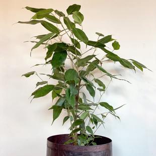 Ficus Benjamina