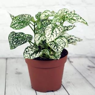 Polka Dot Plant