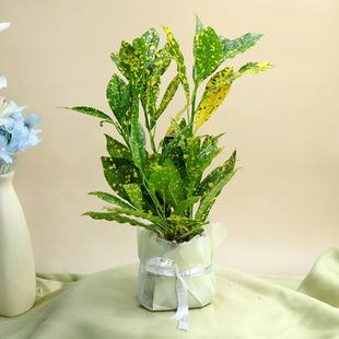 Croton Plant