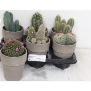 Cactus Grijze Vaas Terra