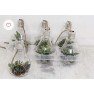 Arr Pl In Schaal Gloeilamp Xl