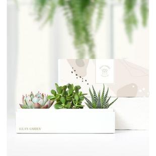 Succulents By Lulas Garden