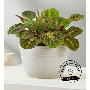Calathea Plant