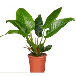 Philodendron
