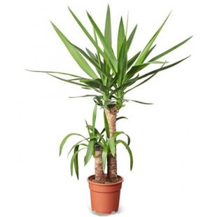 Yucca Palm