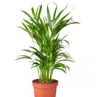 Areca Palm