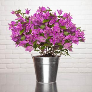 Bougainvillea Alexandra