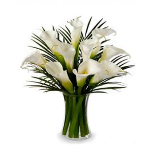 Stunning Calla Lilies