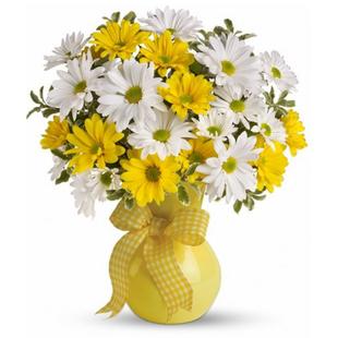 Classic Yellow White Daisies