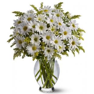 Classic White Daisies