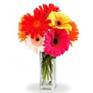 Gorgeous Gerberas