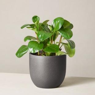 Peperomia Plant